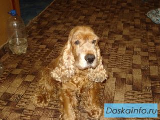 Найден английский кокер спаниель, рыжий мальчик
