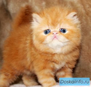 Персидское очарование