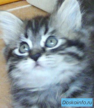 Продаю шотландских котят