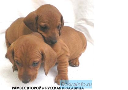 Такса - продаются очаровательные щенки с полным пакетом документов