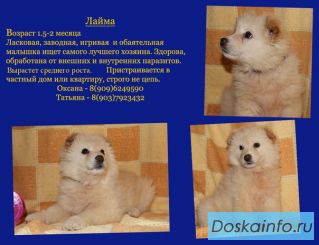 Лайма так хочет домой!