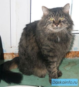 Красивый и в меру упитанный Ларсон.