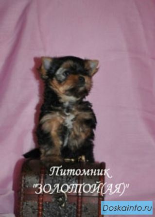 Йоркширский терьер, Мальтезе, Померанский шпиц  щенки мини и стандарт  купить-питомник 'Золотой(ая)'