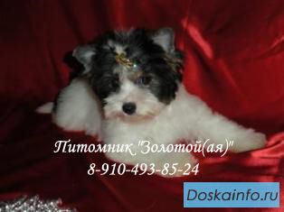 Бивер Йорк, Бивер, Биверы  щенки купить