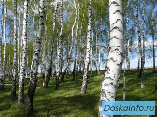 Фермерское хозяйство в Московской Области 309 соток электричество, свет до участка проведен!