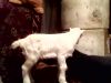 Уменьшенная картинка