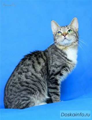 Котик Вискас - яркая и запоминающаяся личность
