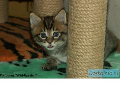 Котята (Курильские Бобтейлы)