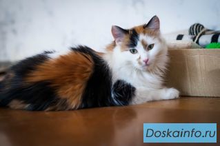 Кесси- самая обаятельная и привлекательная  кошечка в дар