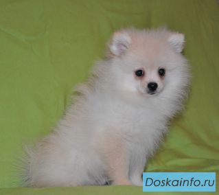 Продажа щенка шпица кремового