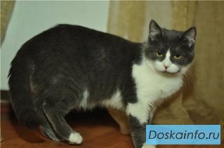 Котик подросток Вилли (6 мес)-очень обаятельной наружности, хорошо воспитан, ласковый и добрый в дар