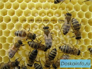 Продам пчеломаток  Карника (Сarnica) , мед, пчелопакеты.