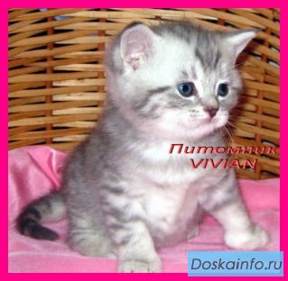 Британские котята вискас из питомника VIVIAN.