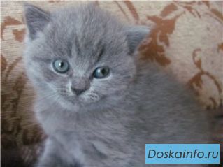 Британские    котята