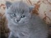 Британские    котята