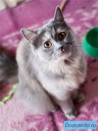 Кошечка с медовыми глазами в добрые руки