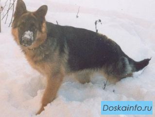 Пропал кобель породы немецкая овчарка
