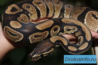 Продажа рептилий и других экзотических животных