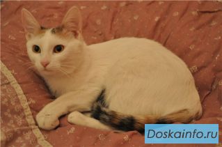 Светлая девочка Сюзи в заботливые руки