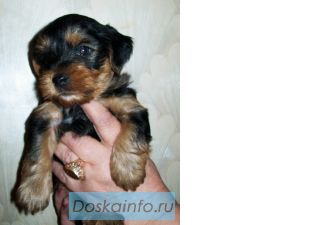 Йоркширский терьер