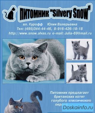 Продажа котят британских. Голубой окрас.