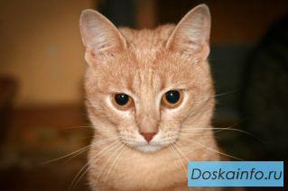 Весенний авитаминоз? - кот Персик поможет Вам! 2 года, кастрирован. В дар
