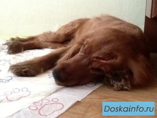 Найден английский кокер спаниель