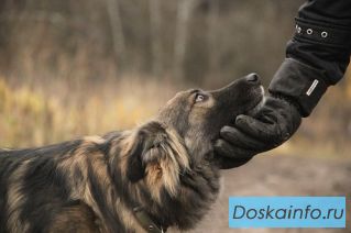 Пушистая ласковая красотка 