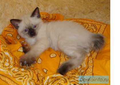 Меконгский бобтейл, котик шоу класса с элегантным коротким хвостиком