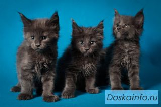 Голубые Солидные Котята Мейн Куна из питомника