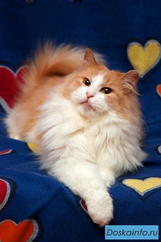 Шикарный Пухнастый Ласкучий Кот В Дар!