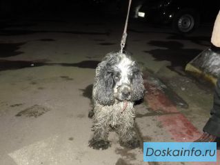 Найден русский спаниель, мальчик окрас белый с черным