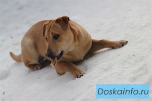Подрощенные щенки – в семьи