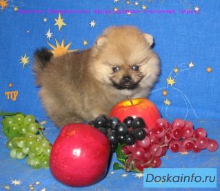 Померанский шпиц-очаровательные девочки и мальчики