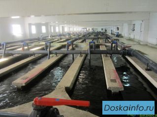 Прибыльная Осетровая ферма (собственность)