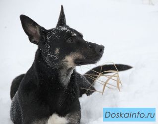 Трепетная собака в надежные руки