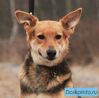 Классная Дейзи - собака в семью