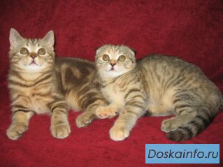 Продаются очаровательные шотландские вислоухие и прямоухие котята.