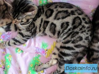 Продам бенгальских котят