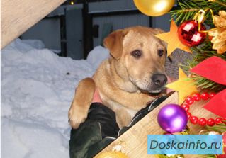 Отдаем  щенков в добрые и заботливые руки!