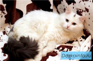 Белоснежный котик -красавец в дар! Фенотип - Турецкий ван