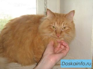 Отдам взрослого кота