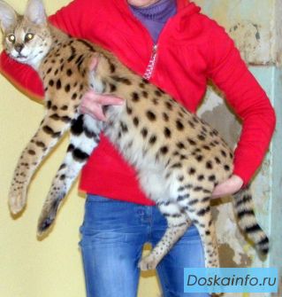 Сервал, Оцелот, Каракал, Кот рыболов, Рысь, Камышовый кот купить сможете у нас