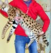 Сервал, Оцелот, Каракал, Кот рыболов, Рысь, Камышовый кот купить сможете у нас