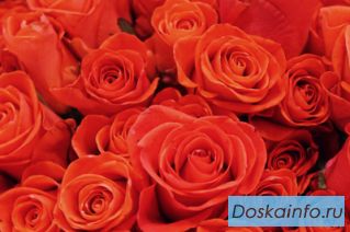 Розы оптом с доставкой по краю