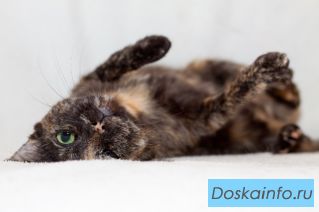 Черепаховая кошка в дар  