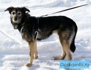 Отдам собаку в добрые руки