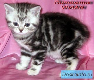 Британские котята мраморного окраса из питомника VIVIAN.
